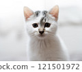 A kitten 121501972