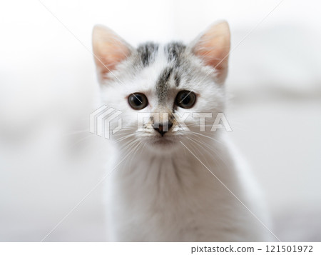 A kitten 121501972