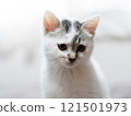 A kitten 121501973