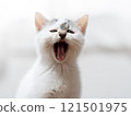 A kitten 121501975