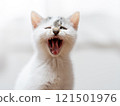 A kitten 121501976