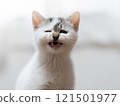 A kitten 121501977