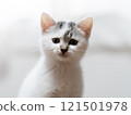 A kitten 121501978