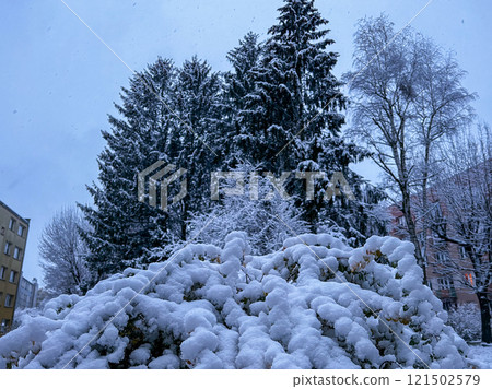 Beautiful winter landscape with snow covered trees in the city park. 121502579