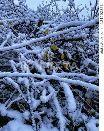 Close up of a bush with leaves covered with unexpected snow on a cold winter day. Close up photo Close up of a bush with leaves covered with unexpected snow on a cold winter day. Close up photo 121502828