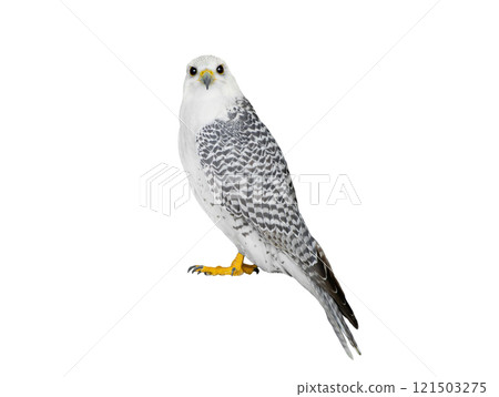 falco rusticolus isolated on white background 121503275