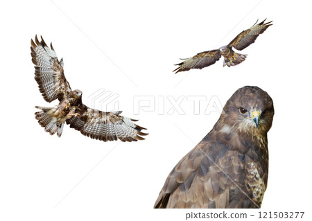 buzzard isolated on white background 121503277