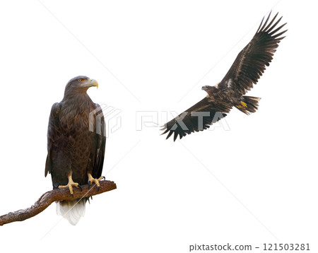 white-tailed isolated on white background white-tailed isolated on white background 121503281