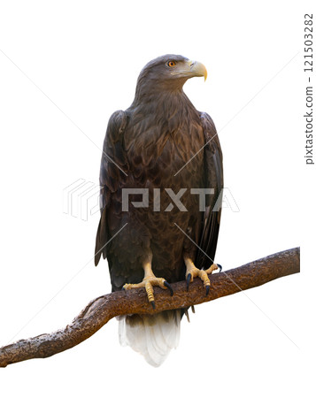 white-tailed isolated on white background 121503282