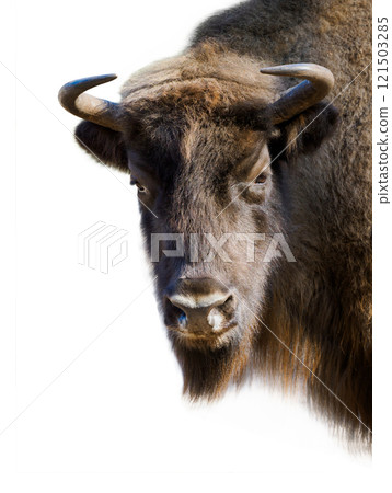 portrait of a bison isolated on white background 121503285