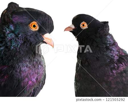 portrait black pigeon  isolated on white background 121503292