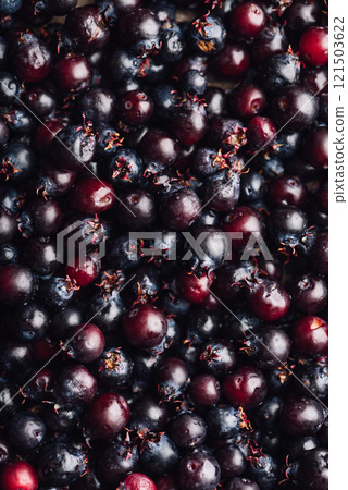 Background of Purple Amelanchier Lamarckii Fruits Background of Purple Amelanchier Lamarckii Fruits 121503622