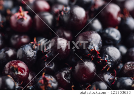 Close Up of Ripe Berries of Shadbush Close Up of Ripe Berries of Shadbush 121503623