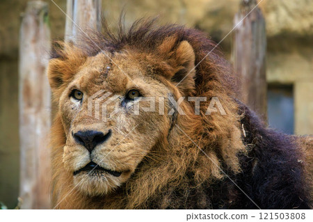 Male lion at the zoo 121503808
