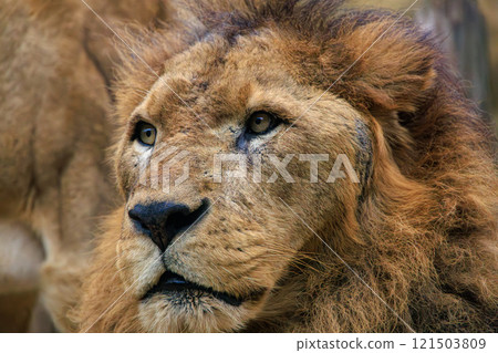 Male lion at the zoo Male lion at the zoo 121503809