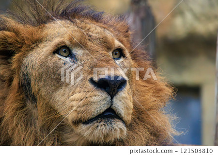Male lion at the zoo 121503810