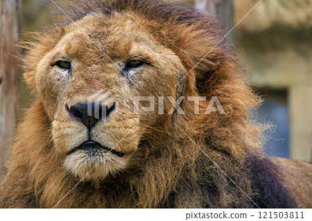 Male lion at the zoo Male lion at the zoo 121503811