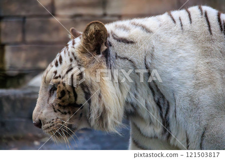 Zoo white tiger 121503817