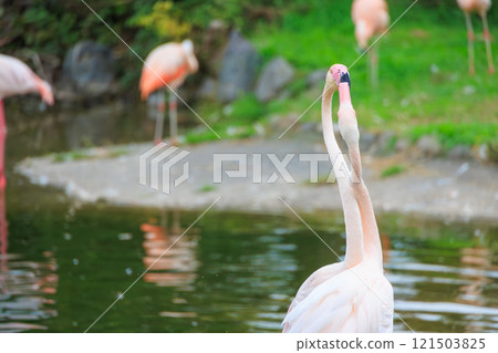 歐洲火烈鳥的戰鬥 歐洲火烈鳥的戰鬥 121503825