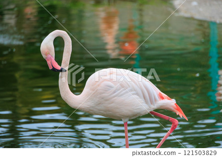 European flamingos on the water 121503829