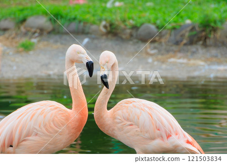 面對面的智利火烈鳥 121503834