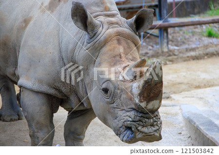 Southern white rhino at the zoo 121503842