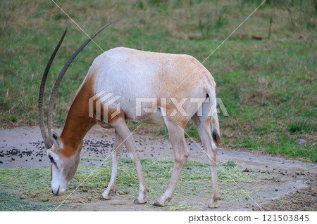 動物園裡的白羚羊 動物園裡的白羚羊 121503845