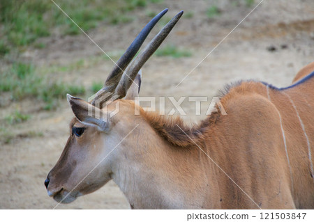 動物園的埃蘭 動物園的埃蘭 121503847