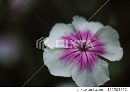 Caryophyllaceae white and pink macro flower with five petals on dark natural background. Flowering plant with gently petals close up Springtime nature Caryophyllaceae white and pink macro flower with five petals on dark natural background. Flowering plant with gently petals close up Springtime nature 121503852