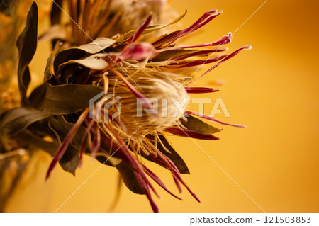 Tropical Tropea pink flower on yellow background with copy space. Exotic macro bud. Floral postcard. Floristry. South Africa's national flower. Tropical Tropea pink flower on yellow background with copy space. Exotic macro bud. Floral postcard. Floristry. South Africa's national flower. 121503853