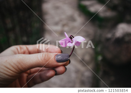 Woman's hand with manicured grey nails on the fingers is holding a small pink flower. Floral present, gift. Floristic theme. Female gardener in a park Woman's hand with manicured grey nails on the fingers is holding a small pink flower. Floral present, gift. Floristic theme. Female gardener in a park 121503854