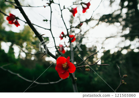 Small red petaled flowers blossom on tree branches in a spring garden. Nature is awakening in springtime. Dark key floral wallpaper. April blossoms. 121503860