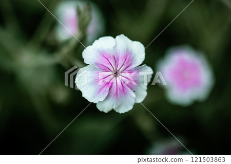 Caryophyllaceae white and pink macro flower with five petals on dark green background. Flowering plant with gently petals close up. Springtime nature. Caryophyllaceae white and pink macro flower with five petals on dark green background. Flowering plant with gently petals close up. Springtime nature. 121503863