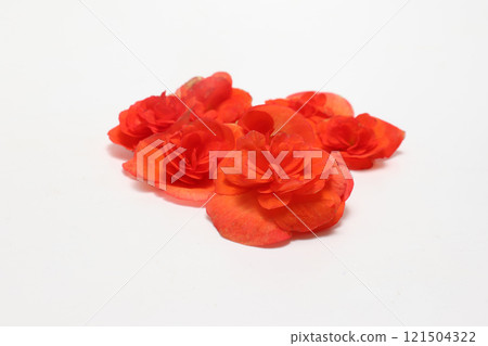 Begonia flower head on white background 121504322