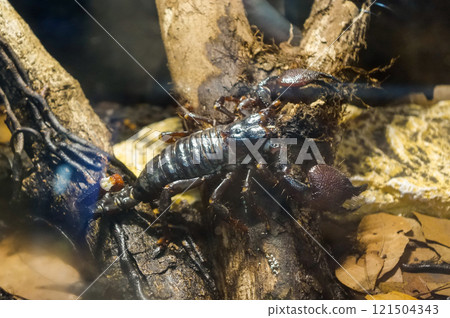 Pandinus imperator, or emperor scorpion, close up view 121504343