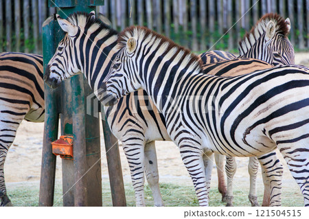 斑馬在動物園裡 121504515