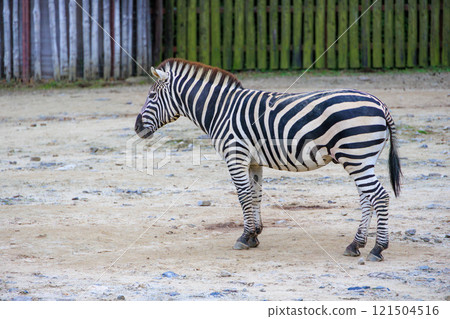 斑馬在動物園裡 121504516