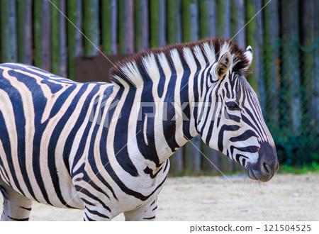 斑馬在動物園裡 斑馬在動物園裡 121504525