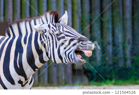 打呵欠的斑馬 打呵欠的斑馬 121504526