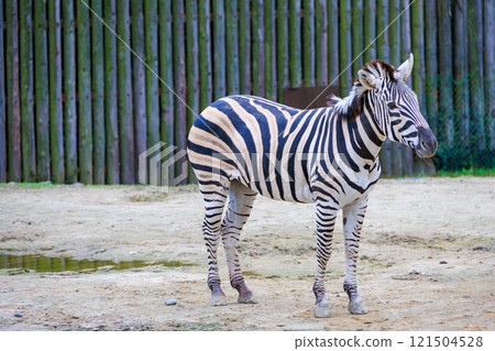斑馬在動物園裡 斑馬在動物園裡 121504528
