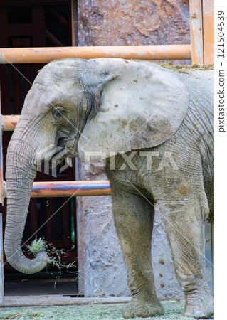 動物園非洲大象 121504539