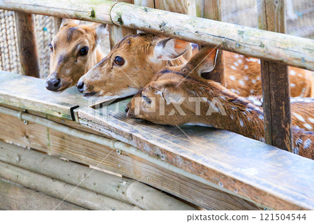 Axis deer begging for food 121504544