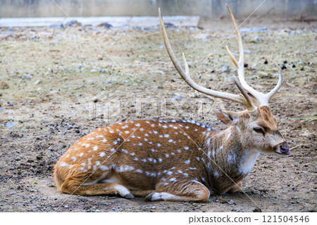 Large antlered chital deer 121504546