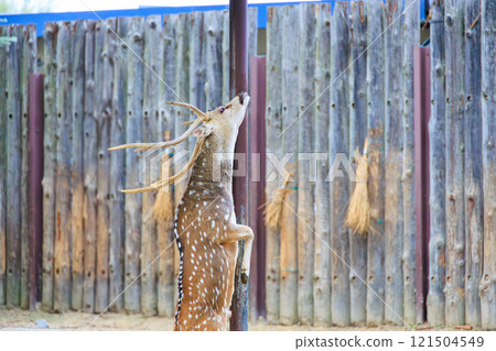 Axis deer rubbing its body against a pole Axis deer rubbing its body against a pole 121504549