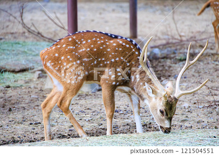 吃草的白鹿 121504551