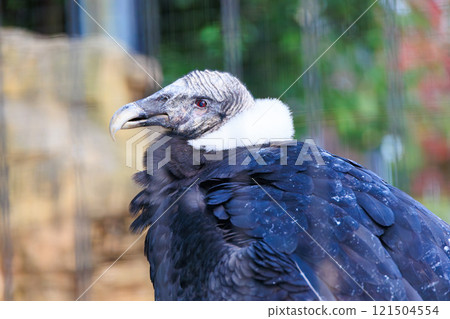 Andean Condor at the Zoo 121504554