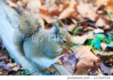 A Japanese squirrel eating nuts on fallen leaves A Japanese squirrel eating nuts on fallen leaves 121504556