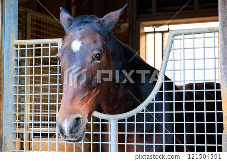 Horses looking out of the stable 121504591