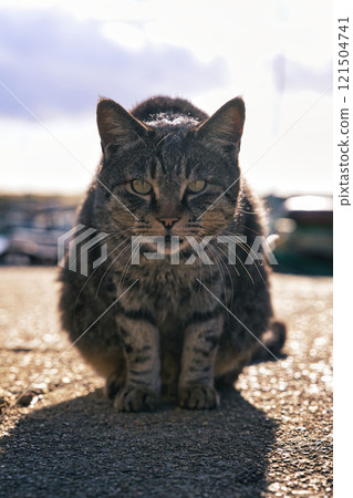 貓日貓 貓日貓 121504741