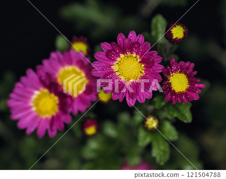 Close-up of small chrysanthemum 121504788